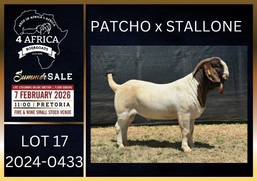 1 X BOER GOAT FLOCK ON TEAT BUCK Karsten Boerbokke PTY LTD