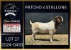 1 X BOER GOAT FLOCK ON TEAT BUCK Karsten Boerbokke PTY LTD