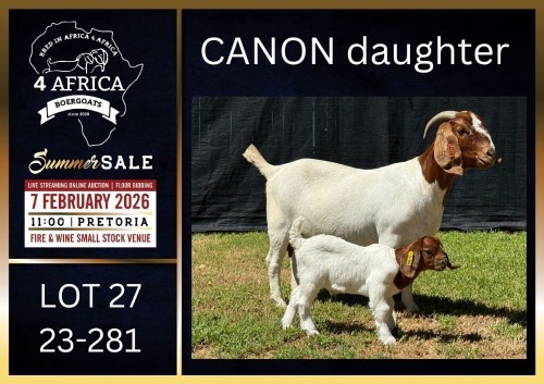 1+1 X BOER GOAT FLOCK ON COLOUR DOE Karsten Boerbokke PTY LTD