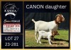 1+1 X BOER GOAT FLOCK ON COLOUR DOE Karsten Boerbokke PTY LTD