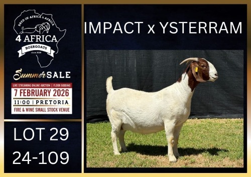 1+1 X BOER GOAT STUD DOE Karsten Boerbokke PTY LTD