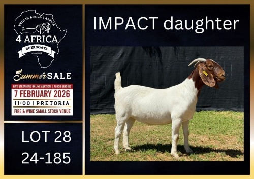 1 X BOER GOAT STUD DOE Karsten Boerbokke PTY LTD