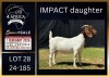 1 X BOER GOAT STUD DOE Karsten Boerbokke PTY LTD