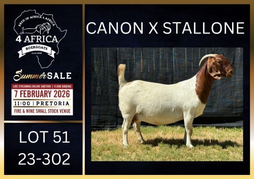 1 X BOER GOAT FLOCK ON TEAT DOE Karsten Boerbokke PTY LTD