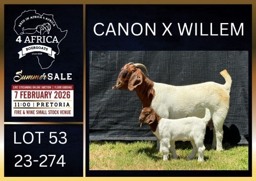 1+1 X BOER GOAT STUD DOE Karsten Boerbokke PTY LTD