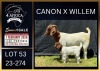 1+1 X BOER GOAT STUD DOE Karsten Boerbokke PTY LTD
