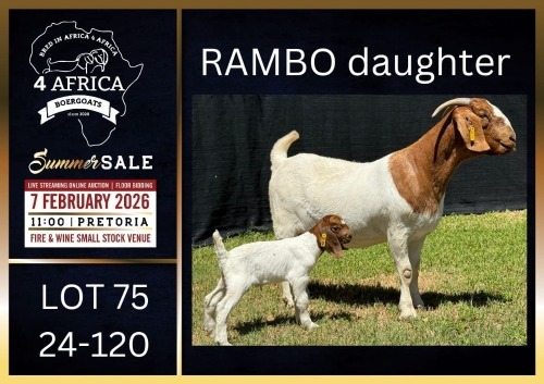 1+1 X BOER GOAT FLOCK DOE Karsten Boerbokke PTY LTD