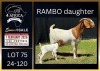 1+1 X BOER GOAT FLOCK DOE Karsten Boerbokke PTY LTD
