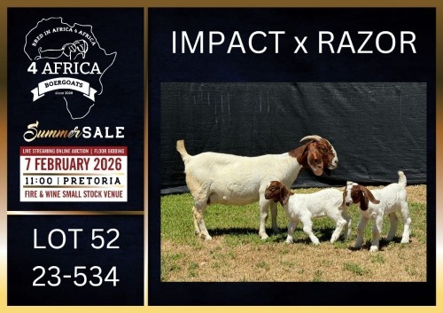 1+2 X BOER GOAT STUD DOE Karsten Boerbokke PTY LTD