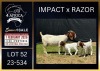 1+2 X BOER GOAT STUD DOE Karsten Boerbokke PTY LTD