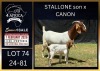 1+1 X BOER GOAT FLOCK DOE Karsten Boerbokke PTY LTD