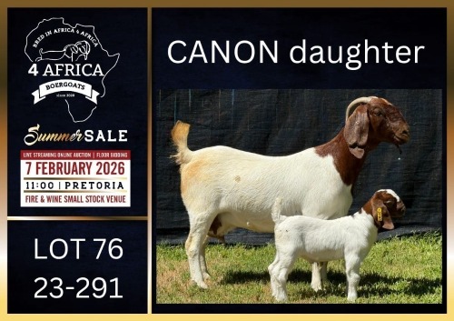 1+1 X BOER GOAT FLOCK ON COLOUR DOE Karsten Boerbokke PTY LTD
