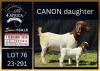 1+1 X BOER GOAT FLOCK ON COLOUR DOE Karsten Boerbokke PTY LTD