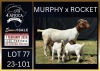 1+2 X BOER GOAT STUD DOE Karsten Boerbokke PTY LTD