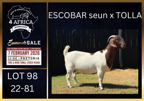 1 X BOER GOAT FLOCK ON TEAT DOE Karsten Boerbokke PTY LTD