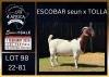1 X BOER GOAT FLOCK ON TEAT DOE Karsten Boerbokke PTY LTD