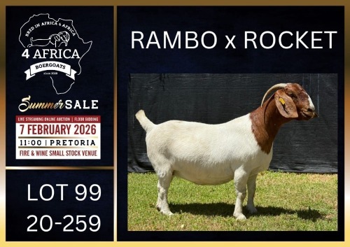 1 X BOER GOAT STUD DOE Karsten Boerbokke PTY LTD