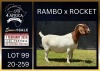 1 X BOER GOAT STUD DOE Karsten Boerbokke PTY LTD