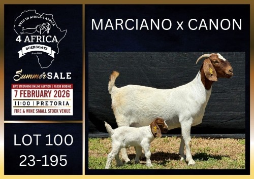 1+1 X BOER GOAT FLOCK DOE Karsten Boerbokke PTY LTD