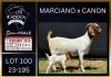 1+1 X BOER GOAT FLOCK DOE Karsten Boerbokke PTY LTD