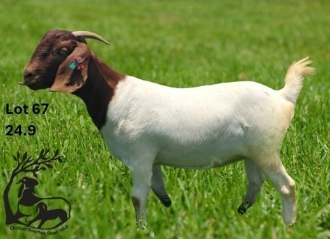 1 X BOER GOAT FLOCK ON TEAT DOE Chrisan Boerbokstoet SENTRAAL BINNELAND ...