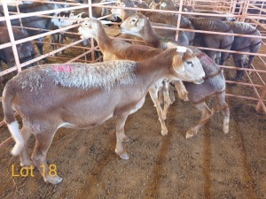 LOT 18 3X MEATMASTER OOI/EWE OSVLEY MEATMASTERS (PER STUK OM LOT TE NEEM/PER PIECE TO TAKE THE LOT)