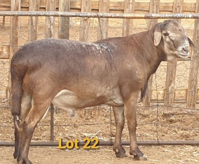 LOT 22 1X MEATMASTER RAM OSVLEY MEATMASTERS