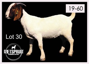 1 X BOERBOK/BOERGOAT - OOI/EWE