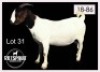 1 X BOERBOK/BOERGOAT - OOI/EWE - 2