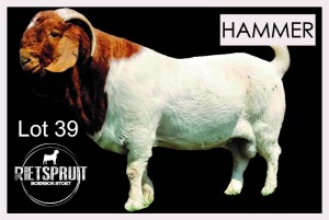 1 X BOERBOK/BOERGOAT - RAM