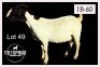 1+2 X BOERBOK/BOERGOAT - OOI MET LAM/EWE WITH LAMB - 3