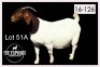 1 X BOERBOK/BOERGOAT - OOI/EWE - 2