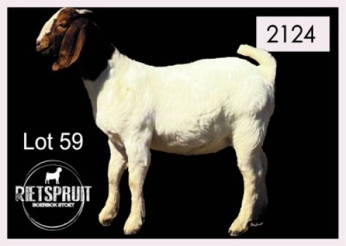 1 X BOERBOK/BOERGOAT - OOI/EWE