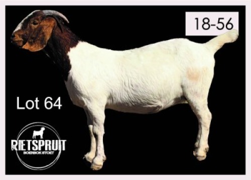 1 X BOERBOK/BOERGOAT - OOI/EWE