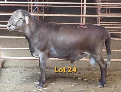 LOT 24 1X MEATMASTER RAM OSVLEY MEATMASTERS