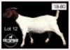 1 X BOERBOK/BOERGOAT - OOI/EWE - 2