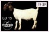 1+2 X BOERBOK/BOERGOAT - OOI MET LAM/EWE WITH LAMB