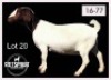 1 X BOERBOK/BOERGOAT - OOI/EWE