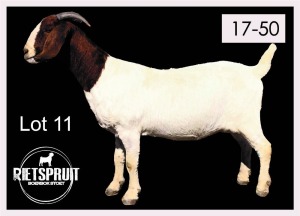 1 X BOERBOK/BOERGOAT - OOI/EWE