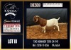 1 X BOER GOAT FLOCK BUCK CNC Boerdery - 2
