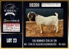 1 X BOER GOAT STUD BUCK CNC Boerdery - 2