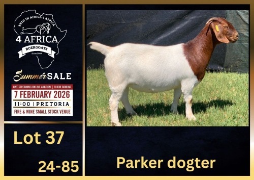 1 X BOER GOAT STUD DOE BIETJIE BERG BOERBOK STOET