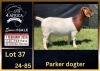 1 X BOER GOAT STUD DOE BIETJIE BERG BOERBOK STOET