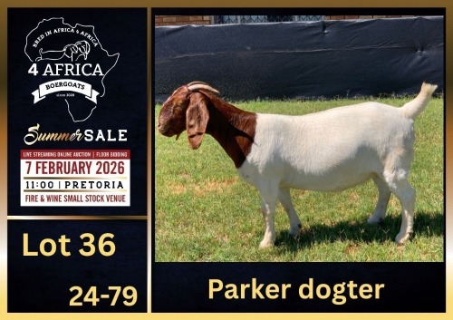 1 X BOER GOAT STUD DOE BIETJIE BERG BOERBOK STOET
