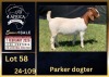 1 X BOER GOAT STUD DOE PREGNANT BIETJIE BERG BOERBOK STOET