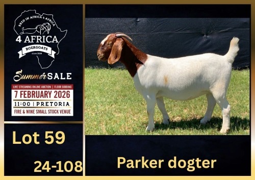 1 X BOER GOAT FLOCK ON TEAT DOE BIETJIE BERG BOERBOK STOET