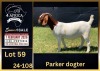 1 X BOER GOAT FLOCK ON TEAT DOE BIETJIE BERG BOERBOK STOET