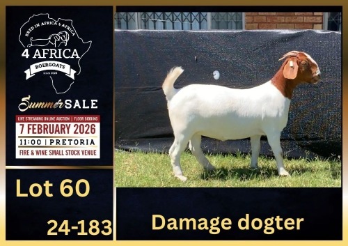 1 X BOER GOAT STUD DOE BIETJIE BERG BOERBOK STOET