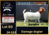 1 X BOER GOAT STUD DOE BIETJIE BERG BOERBOK STOET