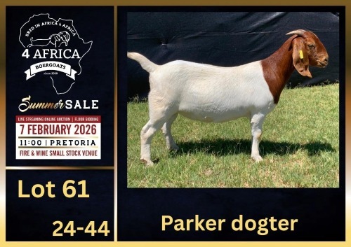 1 X BOER GOAT FLOCK DOE BIETJIE BERG BOERBOK STOET